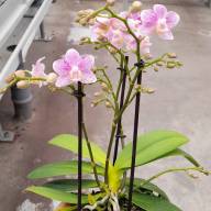 Phal 3-tak Roze VG 12/80 - IMG-20240426-WA0030