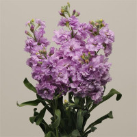 Matthiola Lavender Extra X10