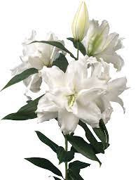 Narcis Carlton