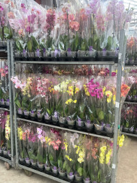 Phal A2 2-tak VG Mix 12/55