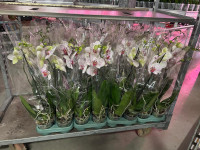 Phal 1-tak Goya Mimesis 12/70