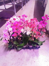 Phal 2/3-tak Speechles Elegance 12/55