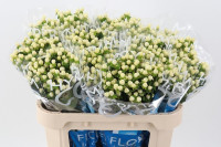 Hypericum Coco Uno 60 cm X10