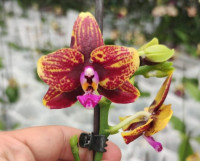 Phal 2-tak Lava 12/60