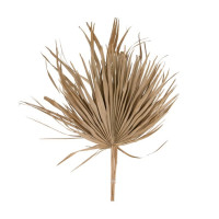 Df Palm Sun Uncut Nat X5 cm Holland