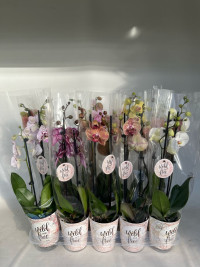 Phal 2-tak VG Mix 12/55