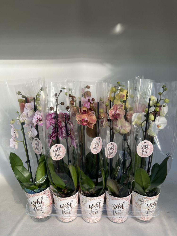 Phal 2-tak VG Mix 12/55