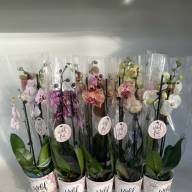 Phal 2-tak VG Mix 12/55 - зображення_viber_2025-04-10_19-38-05-713
