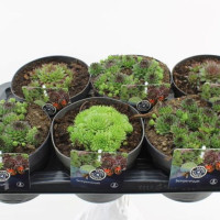 Sempervivum Mix 510/25