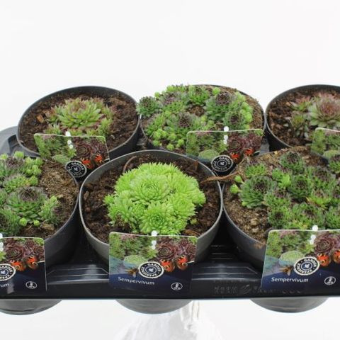 Sempervivum Mix 510/25