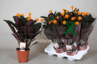 Calathea Crocata 14/45