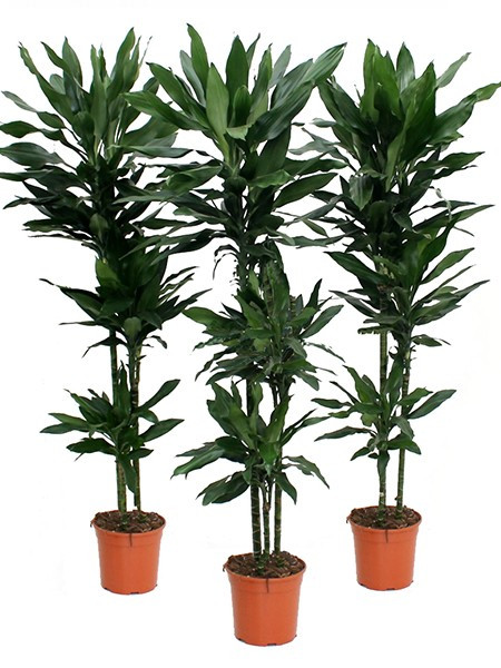 Dracaena De Lind 24/140