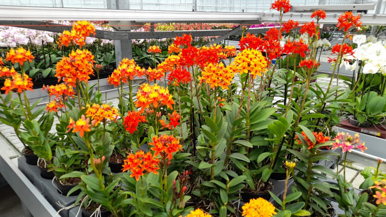 Epidendrum Overig Mix 12/50