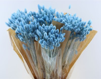 Phalaris Blue