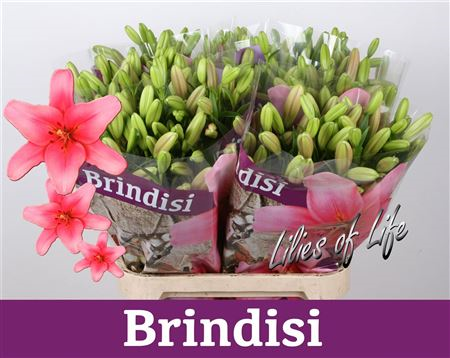 Li La Brindisi