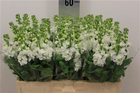 Matth Aida White