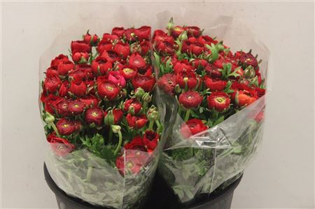 Ran Elegance Rood