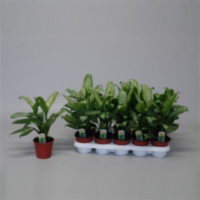 Aglaonema Maria Christina (decorum)