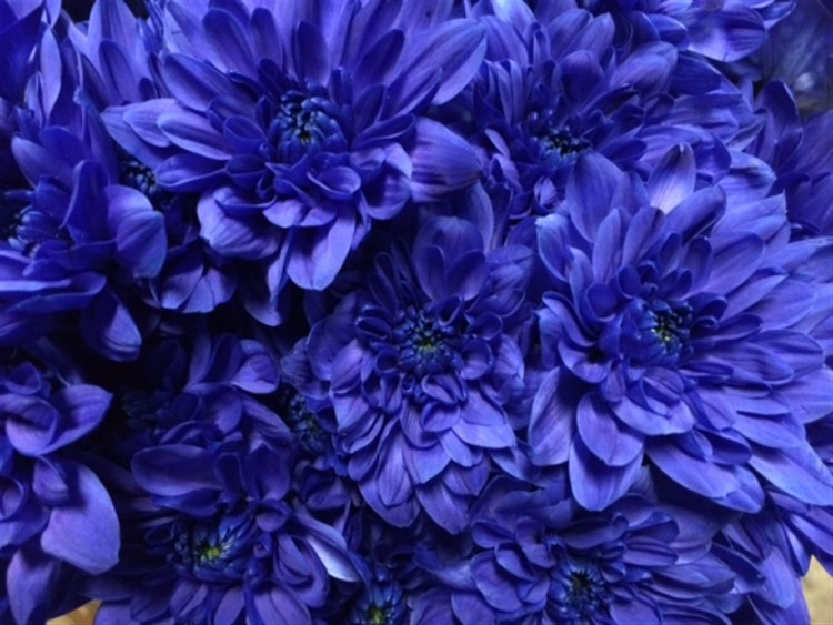 Chr T Baltica Blue X5