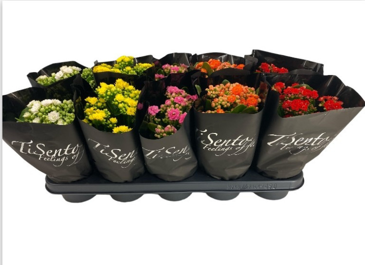 Kalanchoe Zwart Tisento Mix 12/30