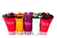 Chrysanth Tisento Gevuld Mix