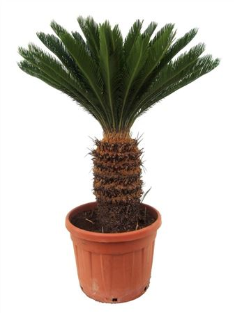 Cycas Revoluta