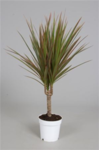 Dracaena Marg Bicolor 1 Stam