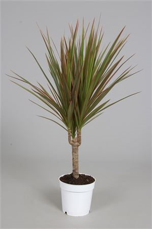 Dracaena Marg Bicolor 1 Stam