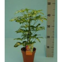 Scheflera Gerda 21/50