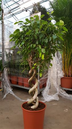 Ficus Be Extica Spiral (grower)