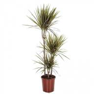 Drac Marginata 3рр 21/100 - Drac Marginata 3рр 21 100