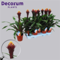 Guzmania Alto Paars-geel (decorum)