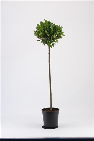 Laurus Nobelis Bol Op Stam Diam 50cm