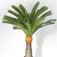 Cycas Revoluta 25/70 - HTB1H7uDfByWBuNkSmFPq6xguVXad
