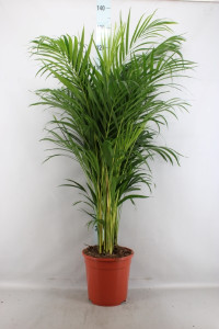 Dypsis Lutescens 20+ 24/140