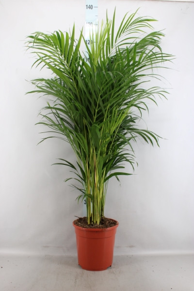 Dypsis Lutescens 20+ 24/140