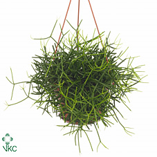 Rhipsalis Mix Hangpot (grower)