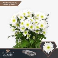 Chr T Radost 85 g X5 - зображення_viber_2025-06-11_13-50-44-536