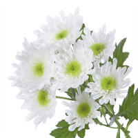 Chr T Radost 85 g X5