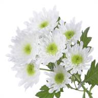Chr T Radost 85 g X5 - 143221440_w640_h640_hrizantema_radost_3