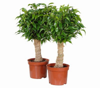 Ficus Benj Natasja 14/35