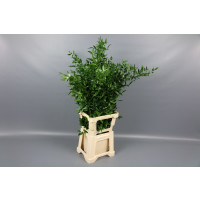 Ruscus Zak