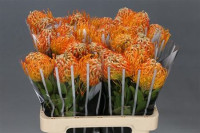 Leucadendron Gold Dust