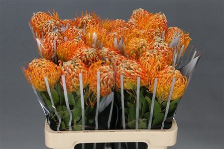 Leucadendron Gold Dust