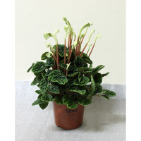 Peperomia Ca Lilian 12/30