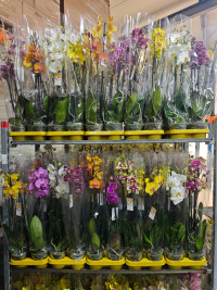 Phal A2 1-tak Mix rijpheid 12/65