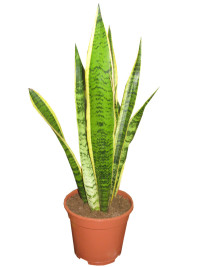 Sansevieria 21/110
