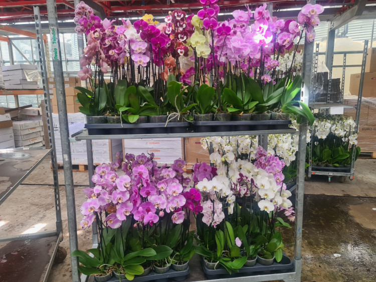 Phal A2 1-tak VG Mix 12/45