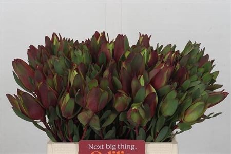 Leucadendron Sal Blush 50smX10