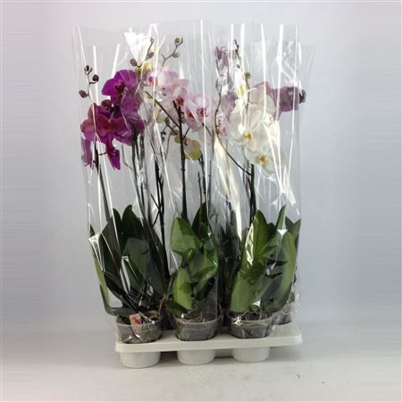 Phal A2 Grandi Mix 1/2/3/4-tak15/70